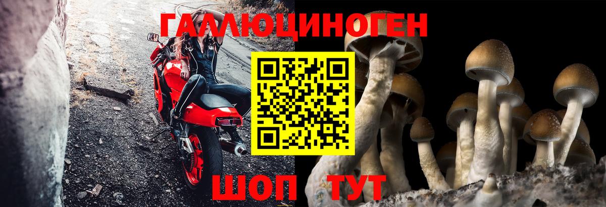 Псилоцибиновые грибы прущие грибы  Вход с VPN  Горно-Алтайск 